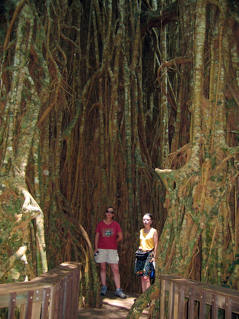 015 Cathedral Fig Tree.jpg